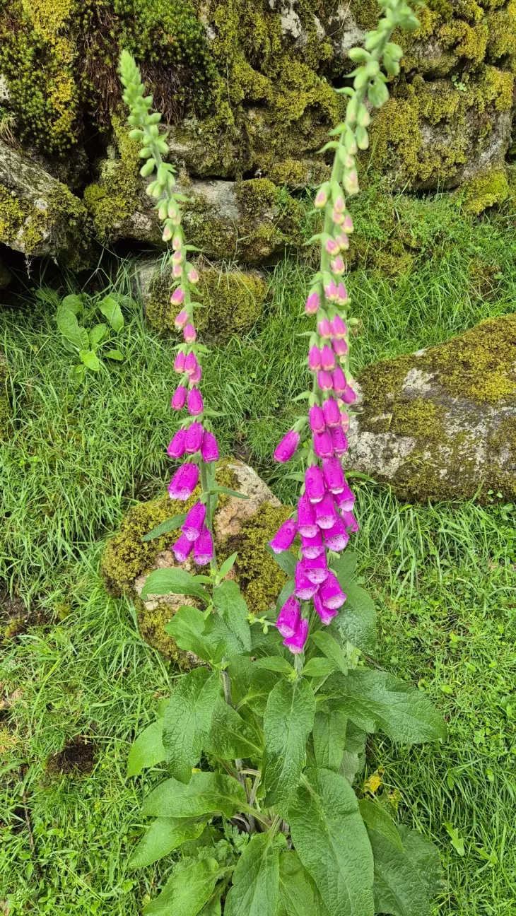 Foxgloves along the route