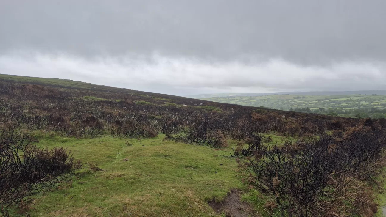 Burnt gorse across Dartmoor - a result of wildfires