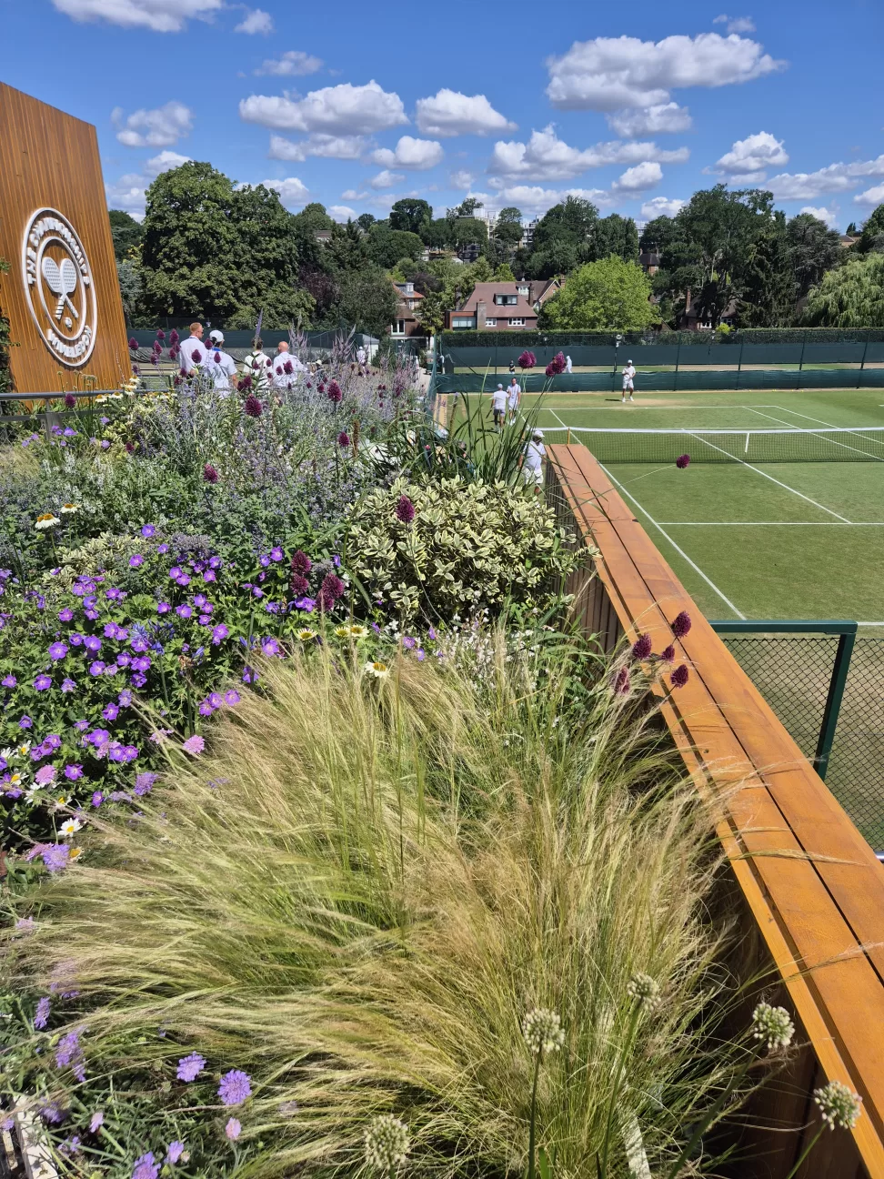 Wildflowers at Wimbledon's practice courts
